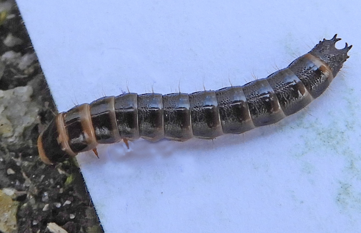 geleedpotige of larve?